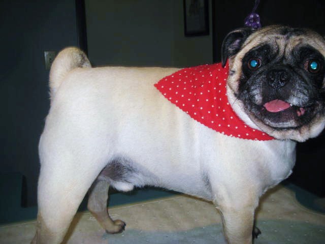Shaved Pugs 23