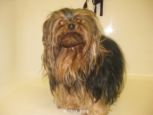 Yorkshire Terrier Before