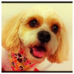 bailey