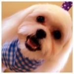 maltipoo