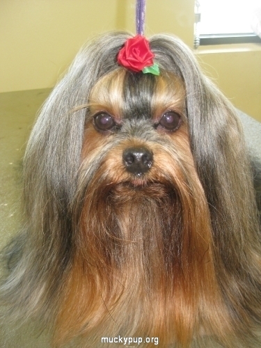 Yorkshire Terrier After