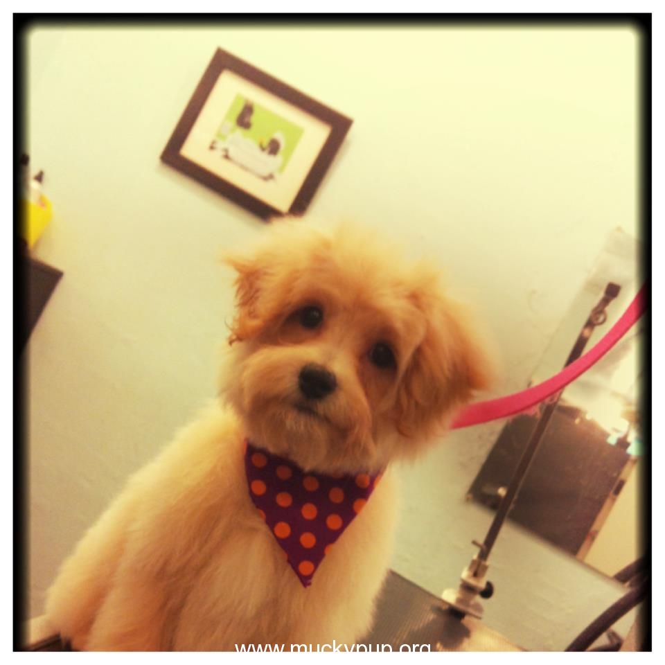 What happens at puppy’s first grooming appointment? Mucky Pup